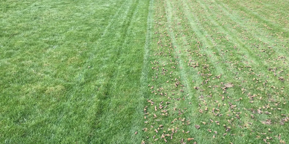 Lawn Before Aeration Treatment
