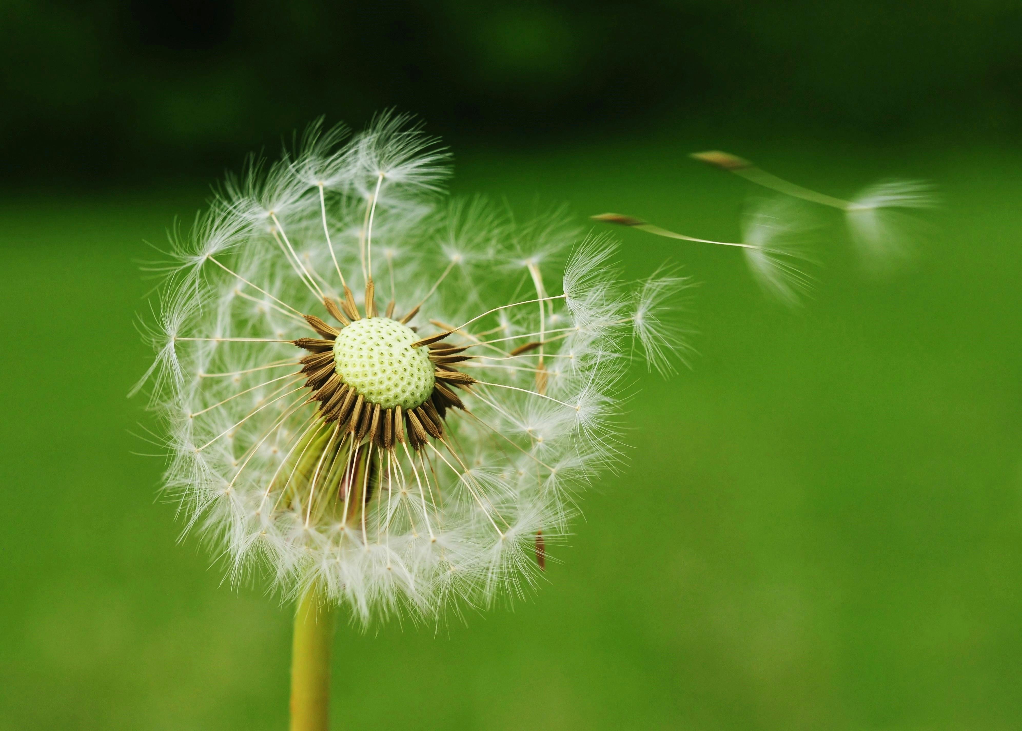 Professional Weed Control Treatment